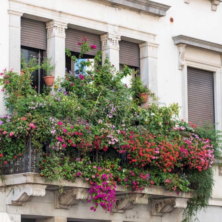 Kwiaty balkonowe zwisające – odmiany, wymagania, pielęgnacja