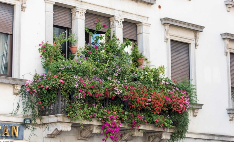 Kwiaty balkonowe zwisające – odmiany, wymagania, pielęgnacja
