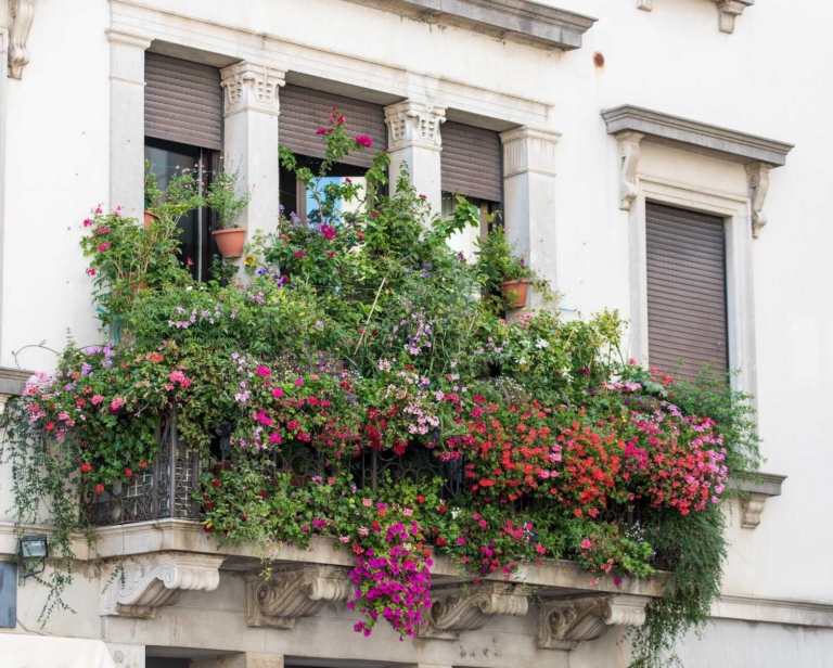 Kwiaty balkonowe zwisające – odmiany, wymagania, pielęgnacja