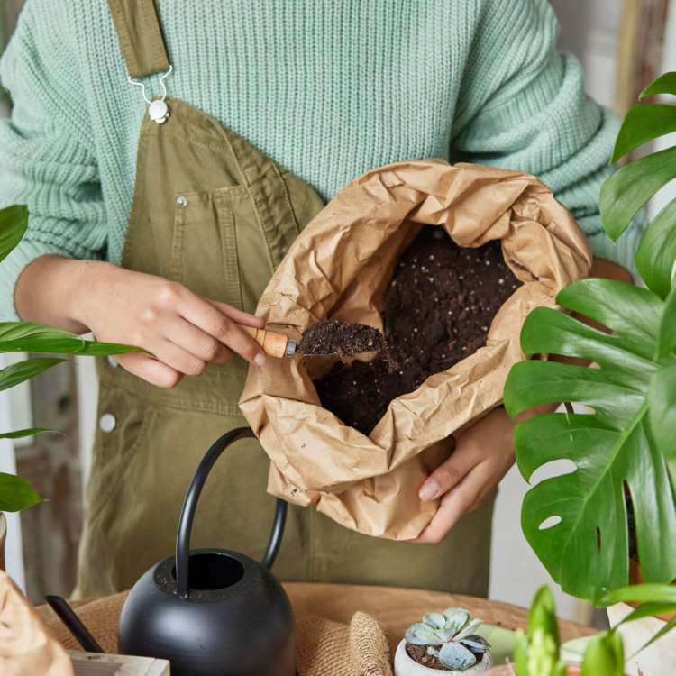 Monstera – jaka ziemia? Odpowiadamy