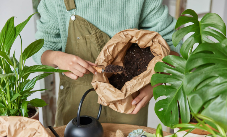 Monstera – jaka ziemia? Odpowiadamy