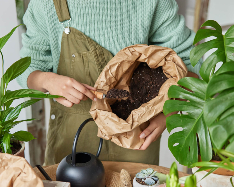 Monstera – jaka ziemia? Odpowiadamy