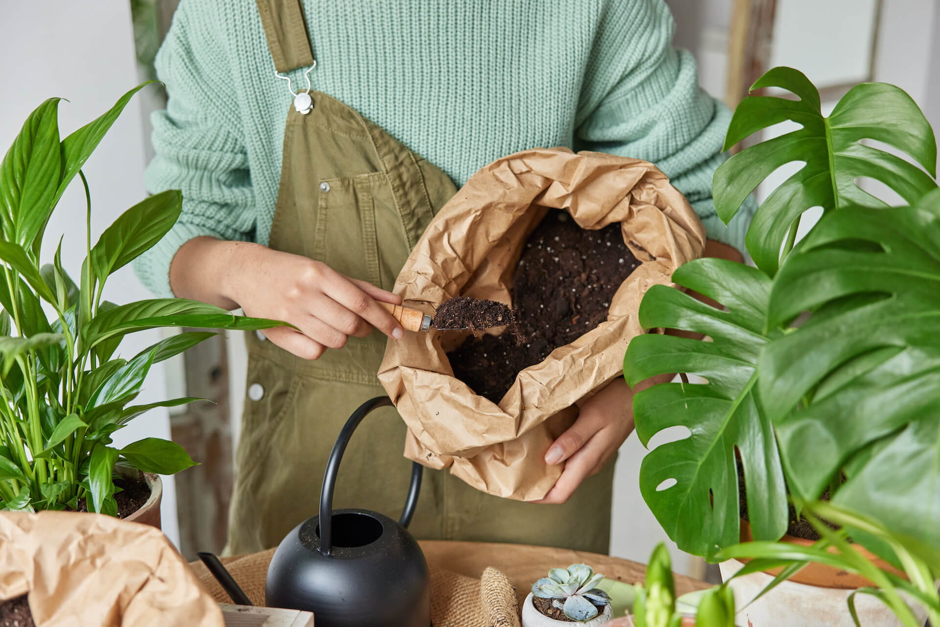 Monstera – jaka ziemia? Odpowiadamy