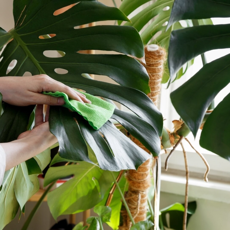 Monstera – pielęgnacja. Najważniejsze zasady