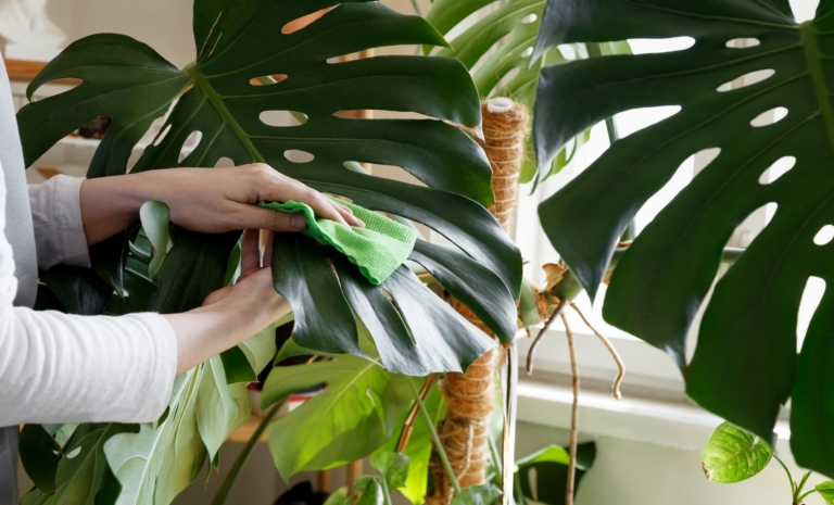 Monstera – pielęgnacja. Najważniejsze zasady