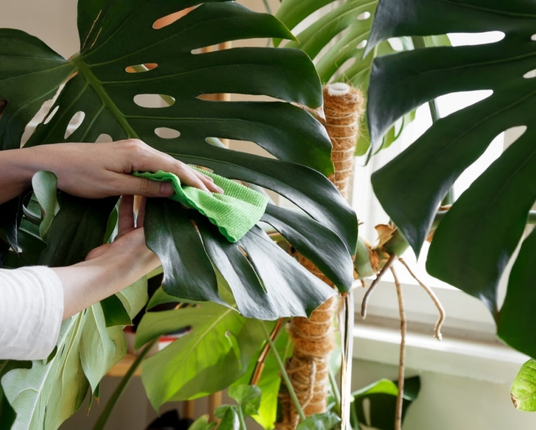 Monstera – pielęgnacja. Najważniejsze zasady