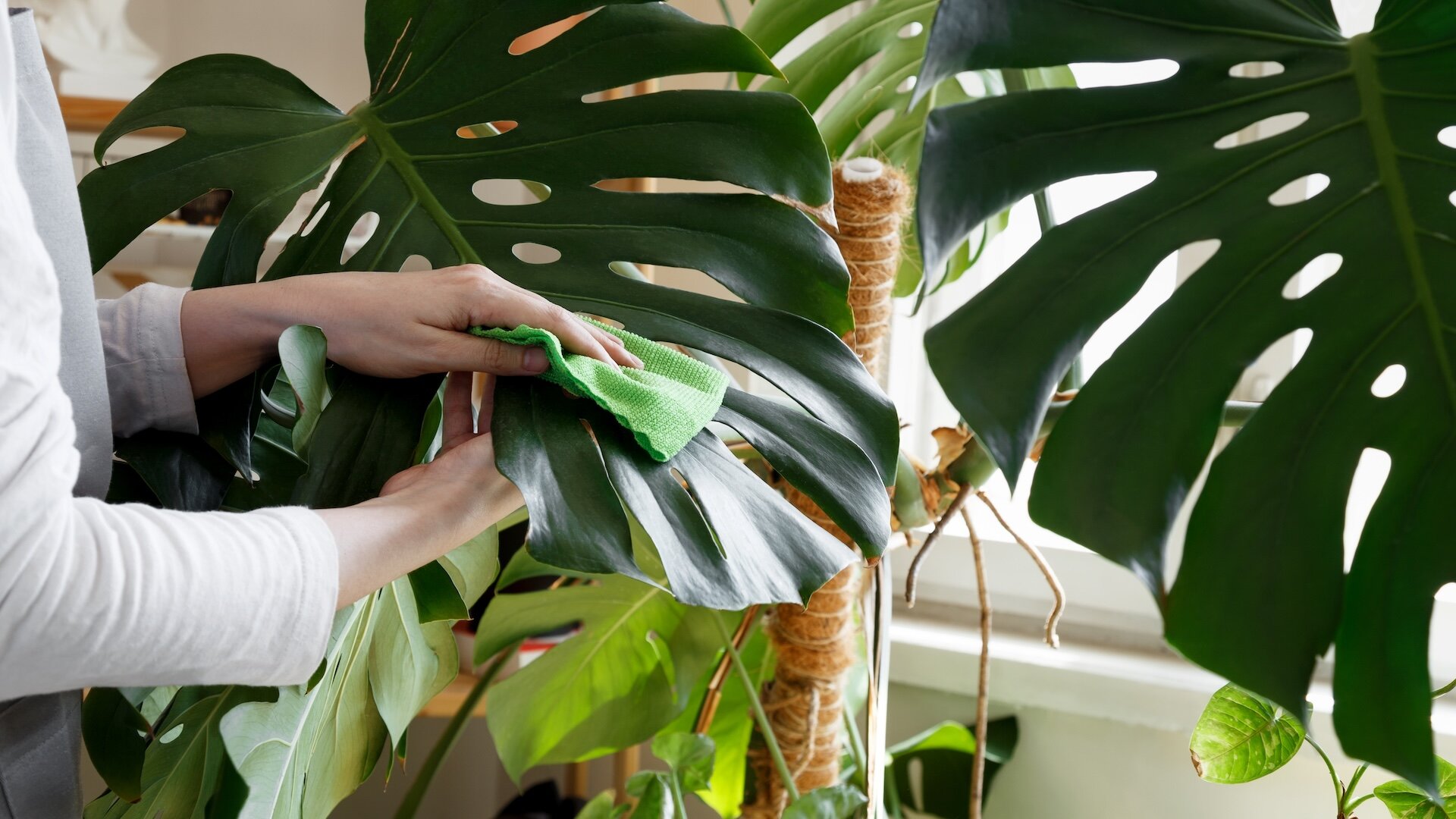 Monstera – pielęgnacja. Najważniejsze zasady