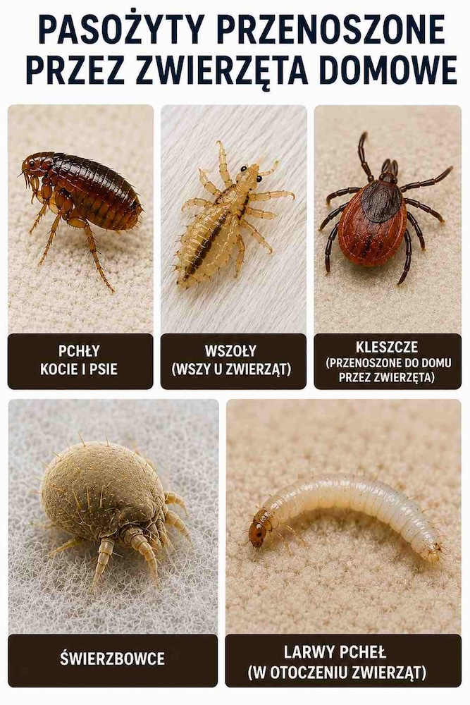 pasozyty-przenoszone-przez-zwierzeta-do-domu pasożyty zwierząt w domu