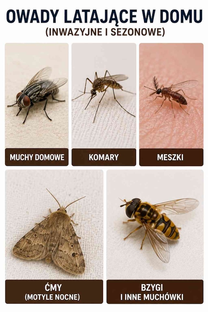 rodzaje-owadow-w-domu owady spotykane w domu