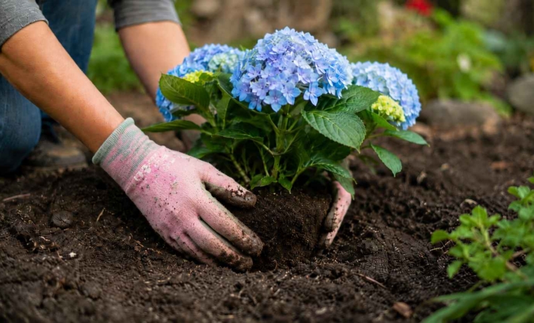 Hortensje – kiedy sadzić? Najlepszy termin