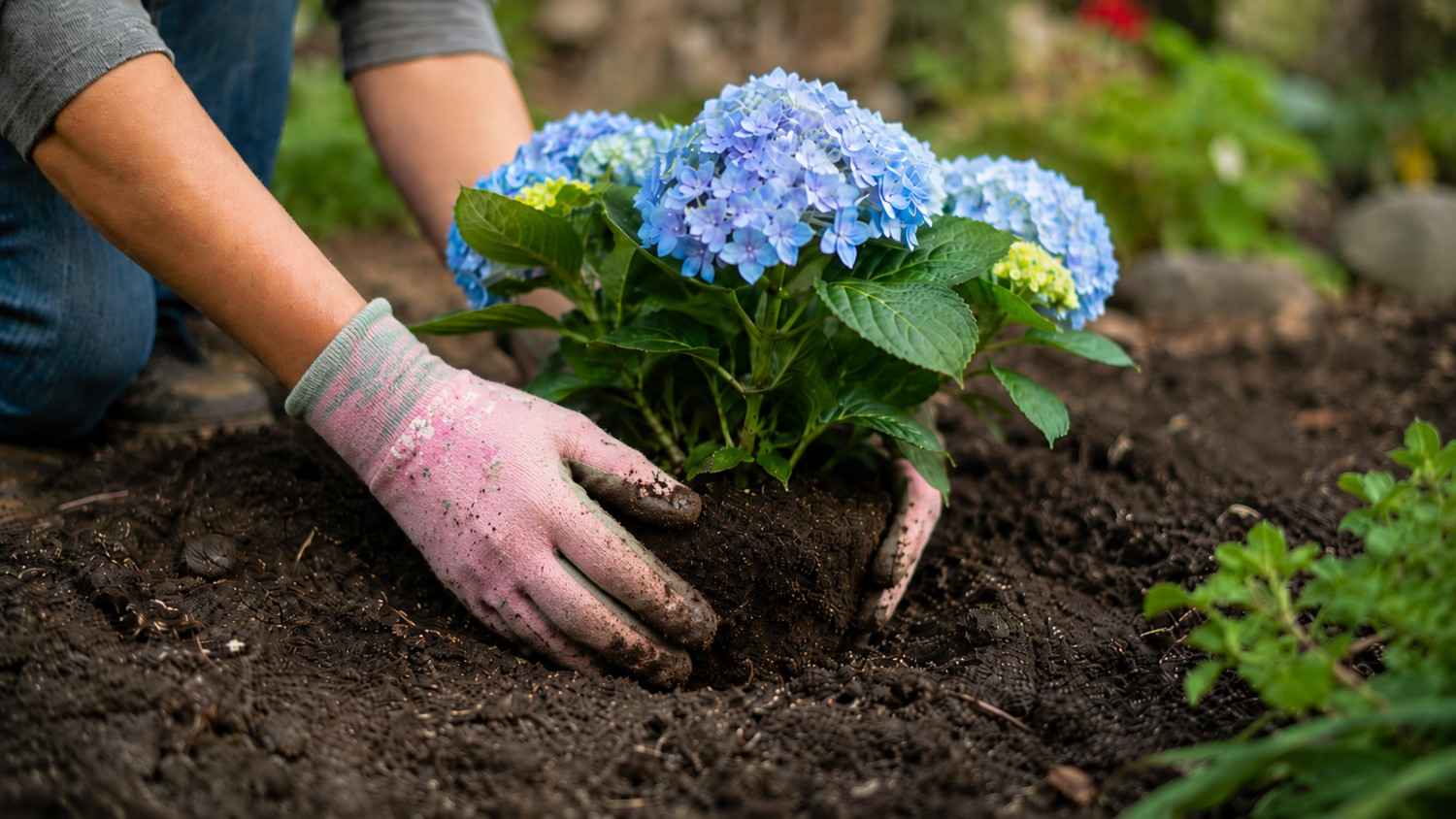Hortensje – kiedy sadzić? Najlepszy termin