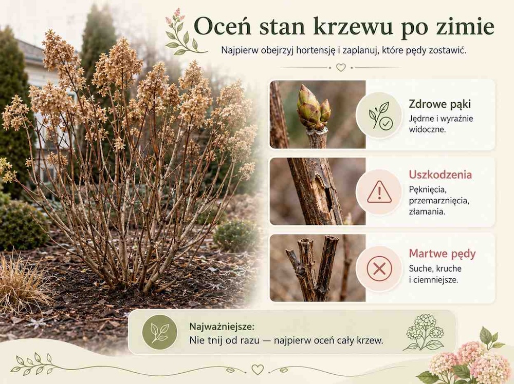 kiedy-ciac-hortensje-bukietowe-ocena-stanu-krzewu kiedy ciąć hortensje bukietowe - ocena rośliny